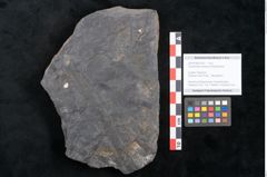 Foto (Objekt + Etikett) von Casuarinites cretaceus Ettingshausen (NHMW-GEO-2024-0188-10237)
